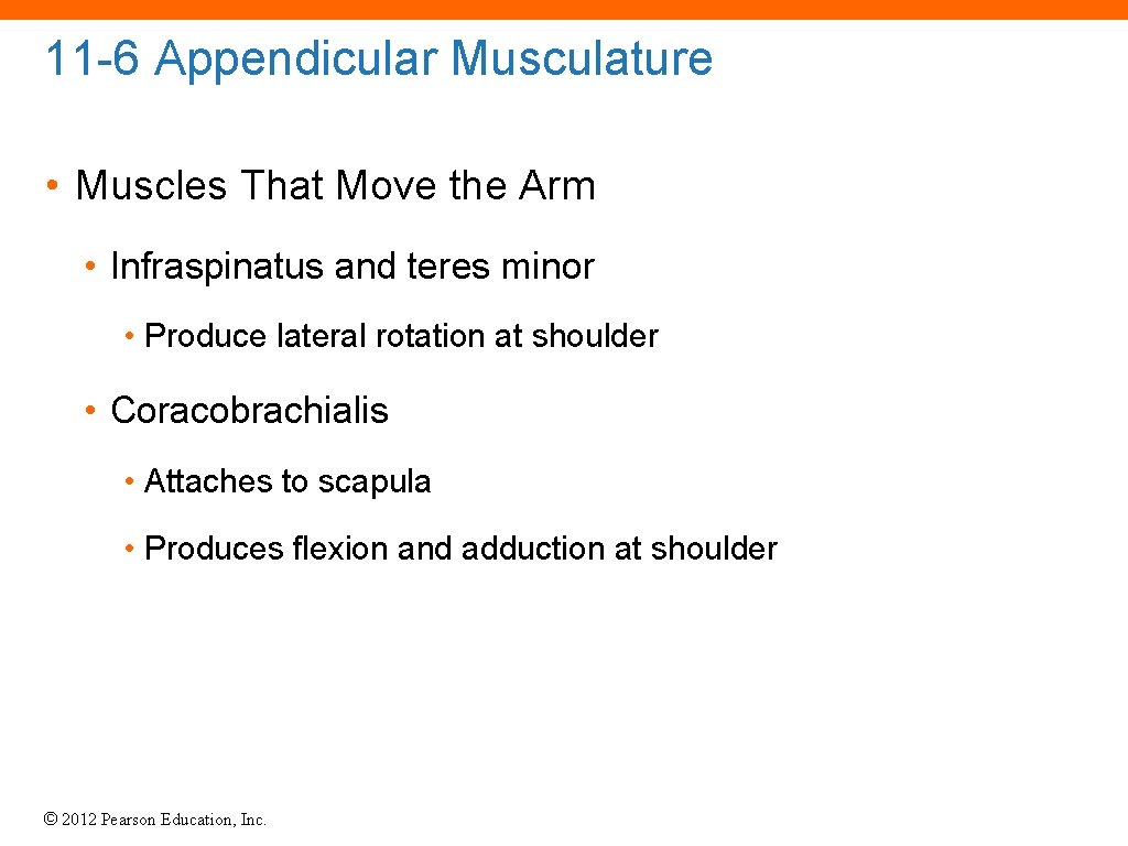 11 -6 Appendicular Musculature • Muscles That Move the Arm • Infraspinatus and teres