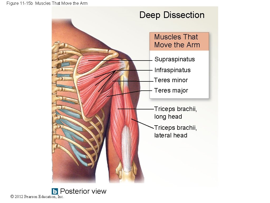 Figure 11 -15 b Muscles That Move the Arm Deep Dissection Muscles That Move
