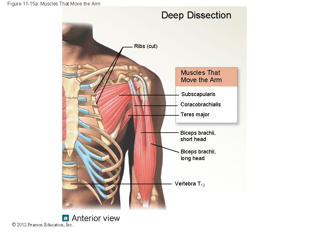 Figure 11 -15 a Muscles That Move the Arm Deep Dissection Ribs (cut) Muscles