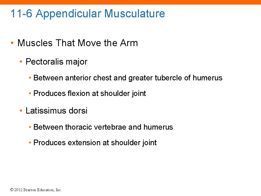 11 -6 Appendicular Musculature • Muscles That Move the Arm • Pectoralis major •