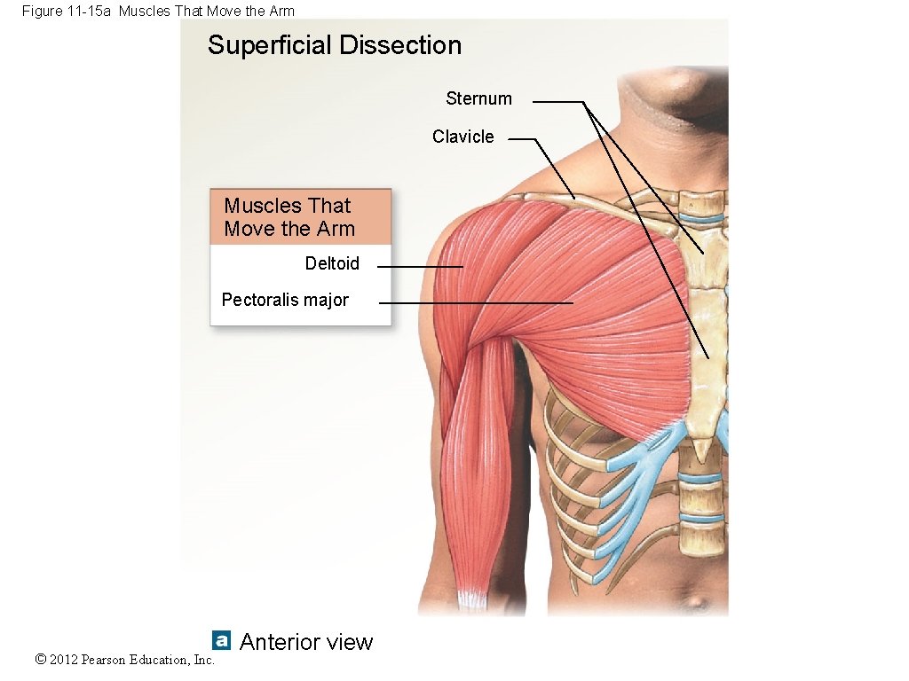 Figure 11 -15 a Muscles That Move the Arm Superficial Dissection Sternum Clavicle Muscles