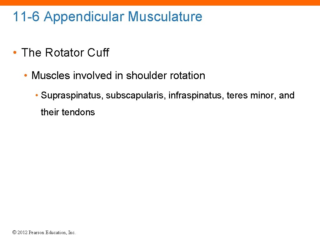 11 -6 Appendicular Musculature • The Rotator Cuff • Muscles involved in shoulder rotation