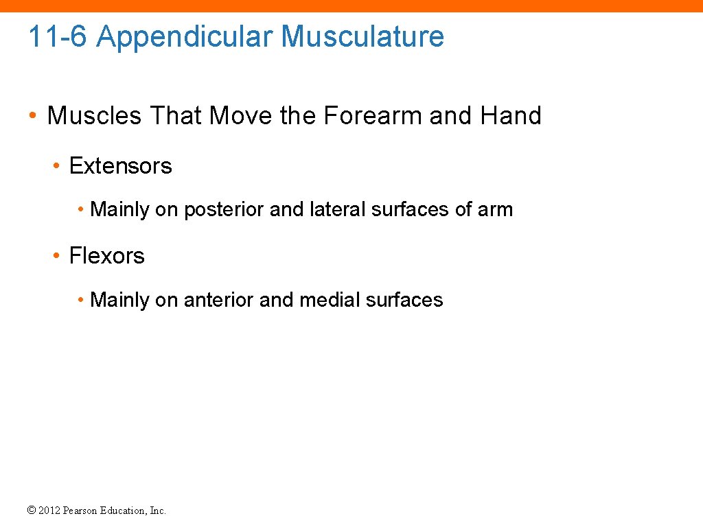 11 -6 Appendicular Musculature • Muscles That Move the Forearm and Hand • Extensors