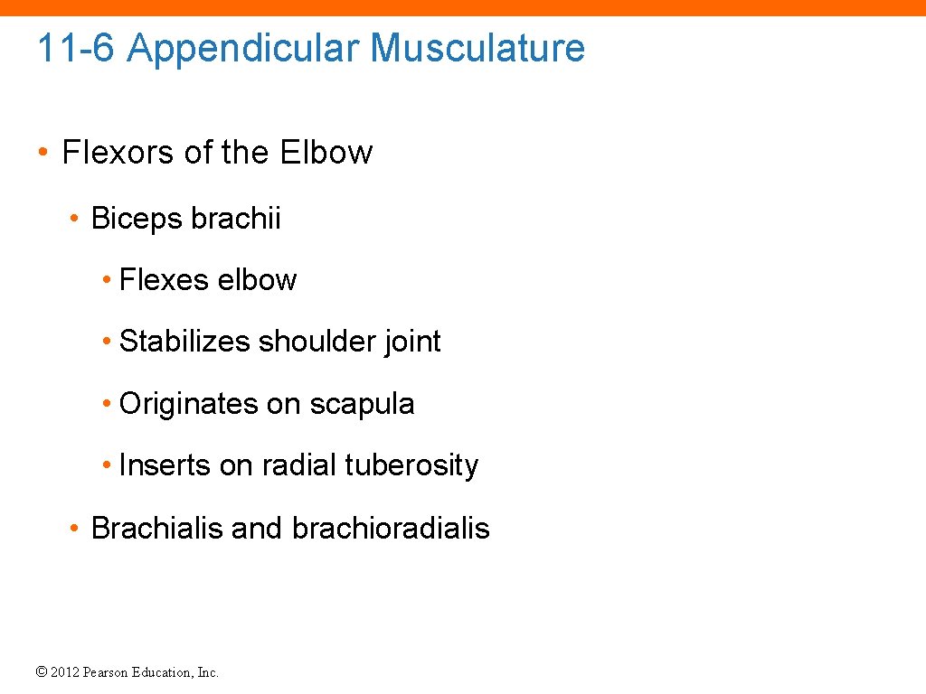 11 -6 Appendicular Musculature • Flexors of the Elbow • Biceps brachii • Flexes