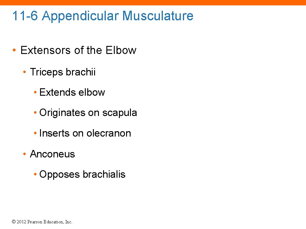 11 -6 Appendicular Musculature • Extensors of the Elbow • Triceps brachii • Extends