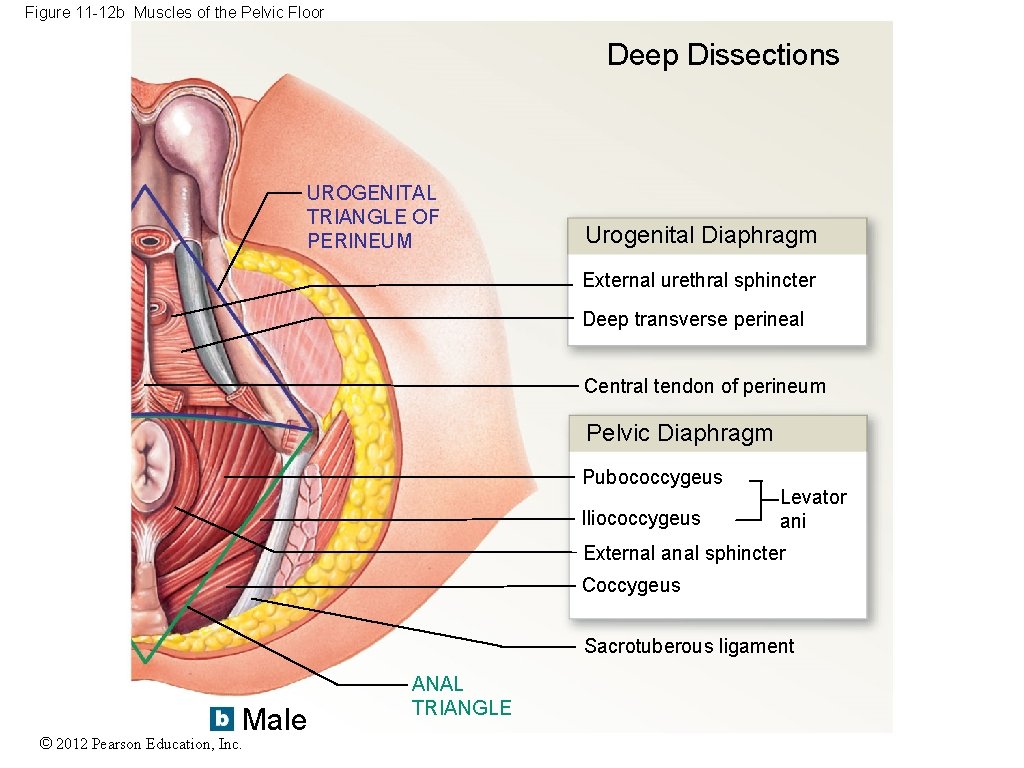 Figure 11 -12 b Muscles of the Pelvic Floor Deep Dissections UROGENITAL TRIANGLE OF