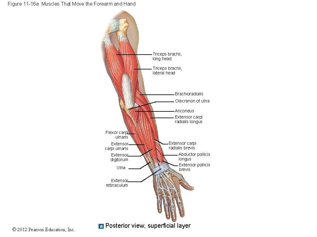 Figure 11 -16 a Muscles That Move the Forearm and Hand Triceps brachii, long