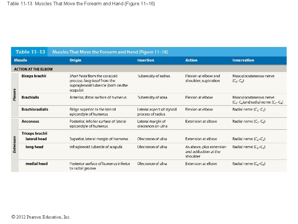 Table 11 -13 Muscles That Move the Forearm and Hand (Figure 11– 16) ©