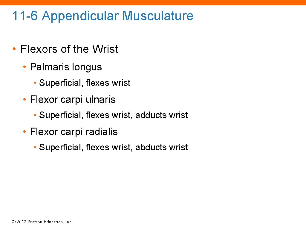 11 -6 Appendicular Musculature • Flexors of the Wrist • Palmaris longus • Superficial,