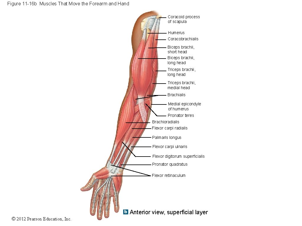 Figure 11 -16 b Muscles That Move the Forearm and Hand Coracoid process of