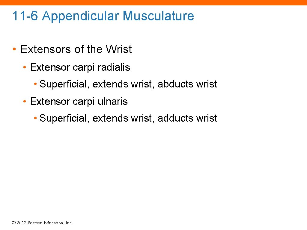 11 -6 Appendicular Musculature • Extensors of the Wrist • Extensor carpi radialis •