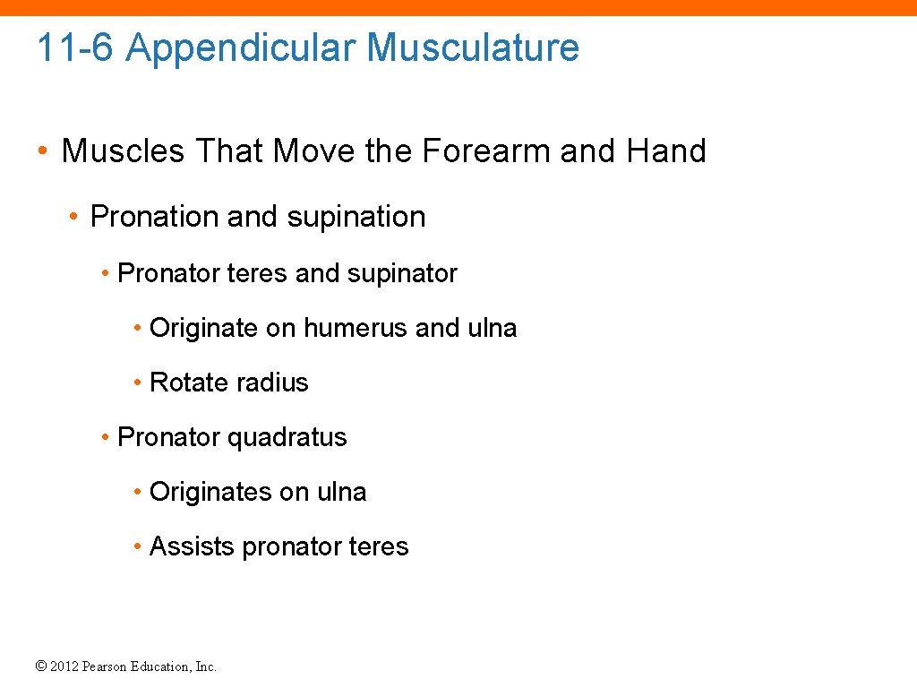 11 -6 Appendicular Musculature • Muscles That Move the Forearm and Hand • Pronation