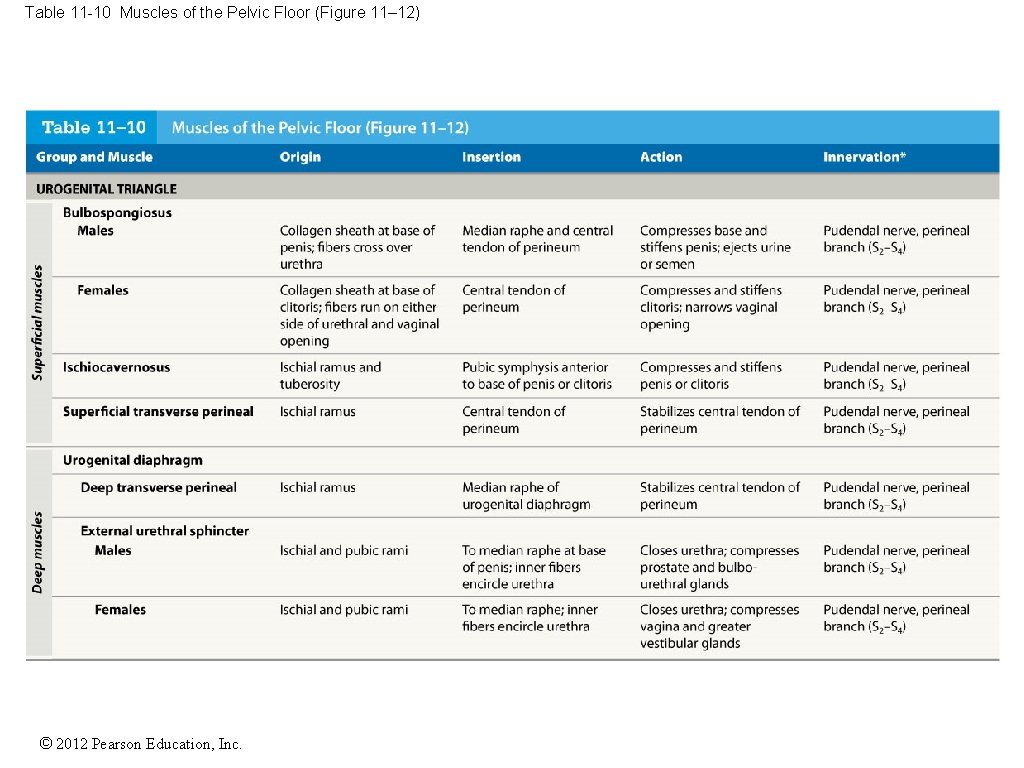 Table 11 -10 Muscles of the Pelvic Floor (Figure 11– 12) © 2012 Pearson