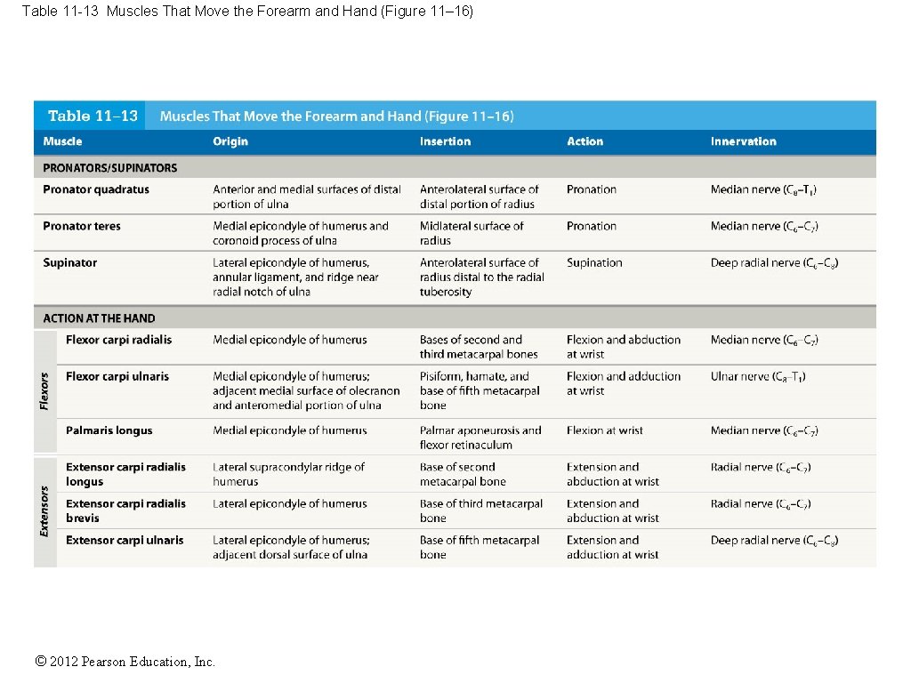 Table 11 -13 Muscles That Move the Forearm and Hand (Figure 11– 16) ©