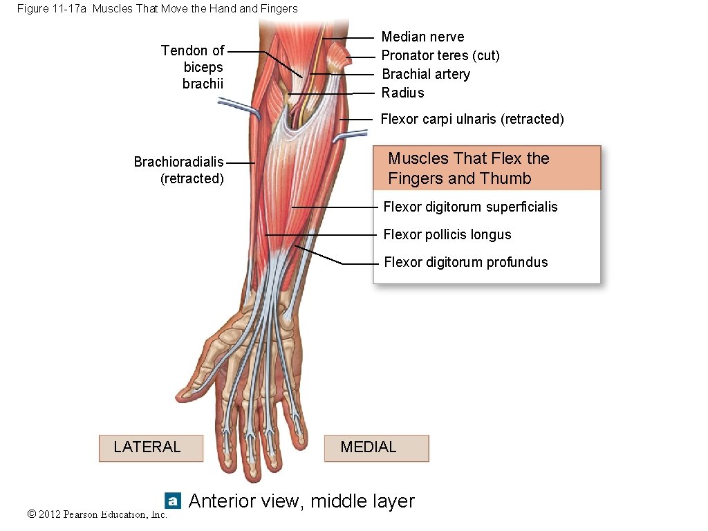 Figure 11 -17 a Muscles That Move the Hand Fingers Tendon of biceps brachii