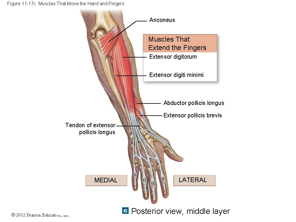 Figure 11 -17 c Muscles That Move the Hand Fingers Anconeus Muscles That Extend