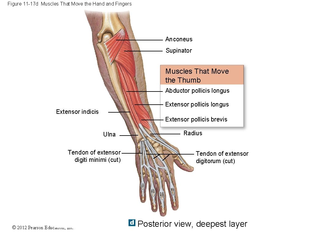 Figure 11 -17 d Muscles That Move the Hand Fingers Anconeus Supinator Muscles That