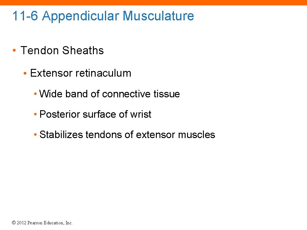 11 -6 Appendicular Musculature • Tendon Sheaths • Extensor retinaculum • Wide band of