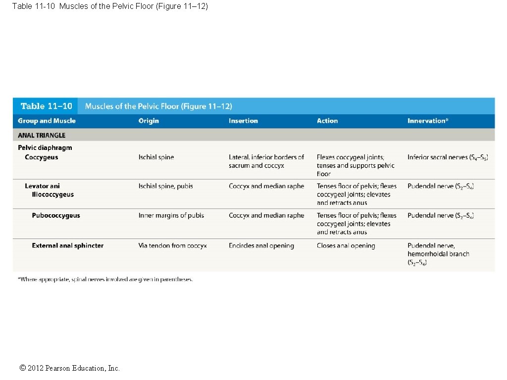 Table 11 -10 Muscles of the Pelvic Floor (Figure 11– 12) © 2012 Pearson