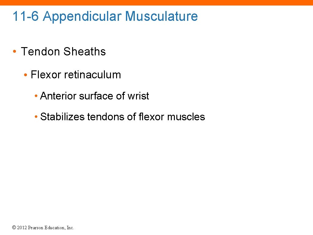 11 -6 Appendicular Musculature • Tendon Sheaths • Flexor retinaculum • Anterior surface of