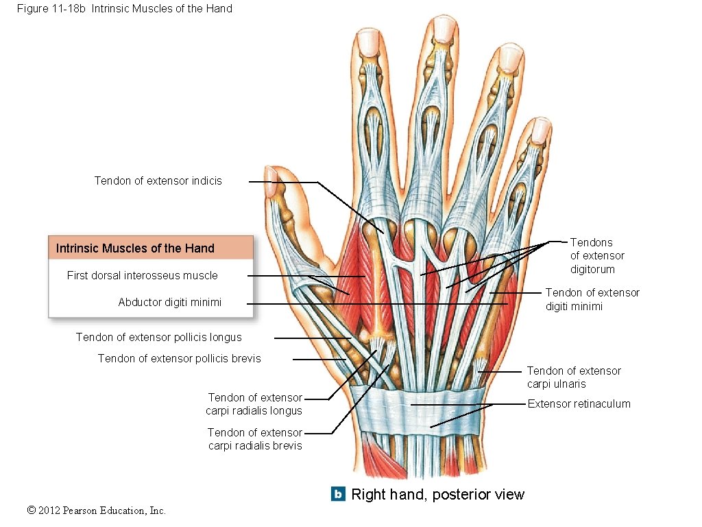 Figure 11 -18 b Intrinsic Muscles of the Hand Tendon of extensor indicis Tendons