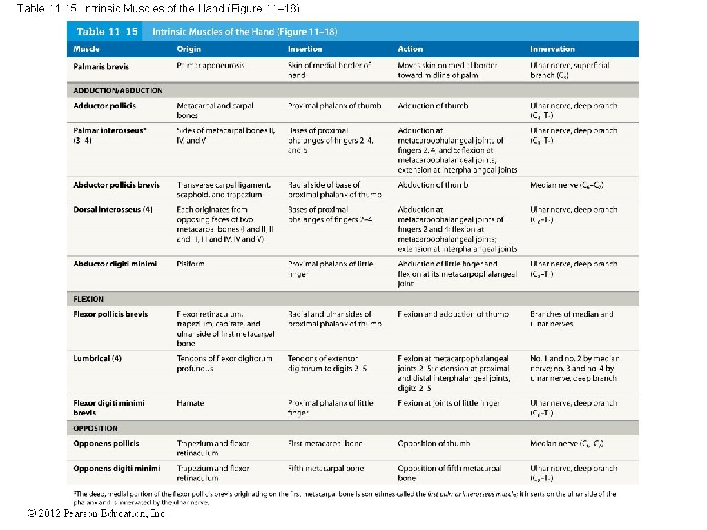 Table 11 -15 Intrinsic Muscles of the Hand (Figure 11– 18) © 2012 Pearson