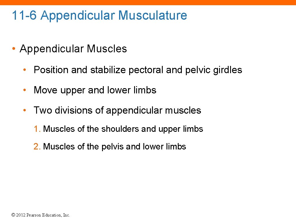 11 -6 Appendicular Musculature • Appendicular Muscles • Position and stabilize pectoral and pelvic