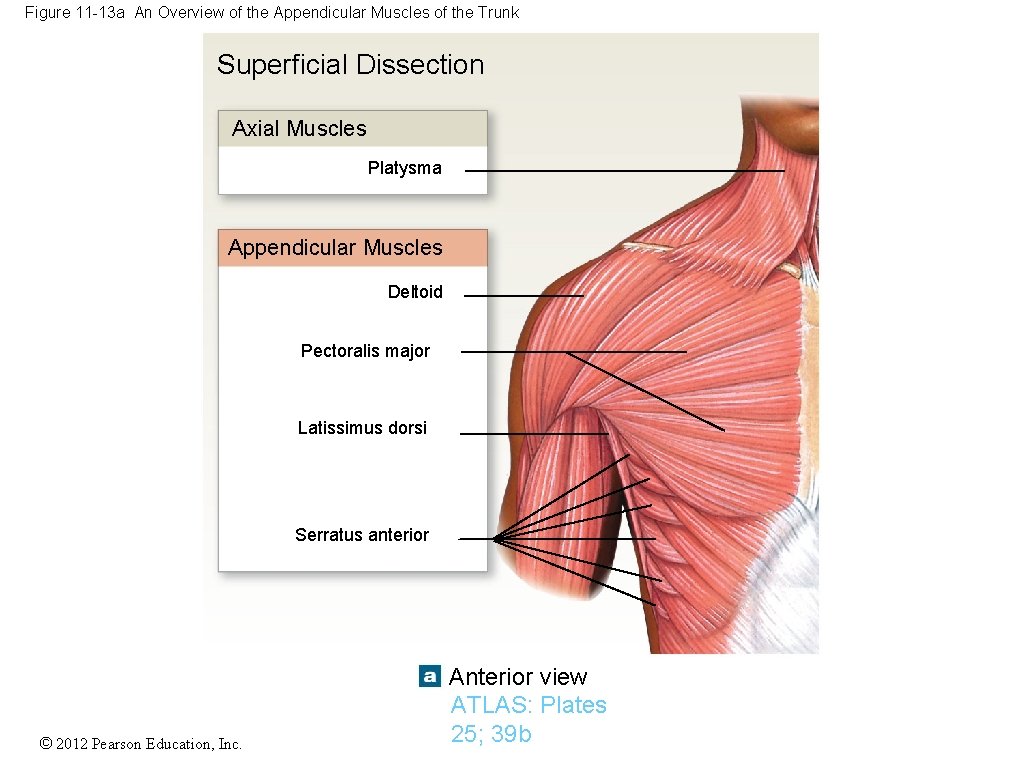 Figure 11 -13 a An Overview of the Appendicular Muscles of the Trunk Superficial