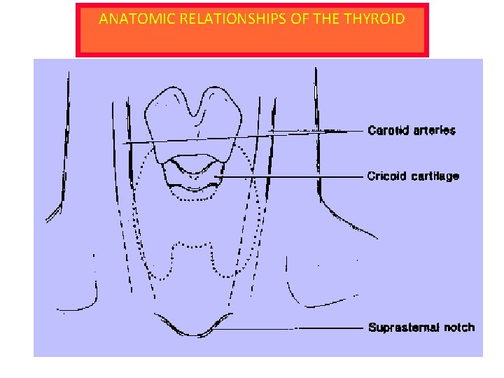ANATOMIC RELATIONSHIPS OF THE THYROID 
