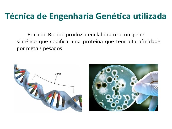 Técnica de Engenharia Genética utilizada Ronaldo Biondo produziu em laboratório um gene sintético que
