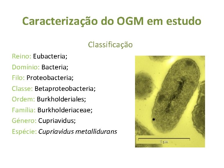 Caracterização do OGM em estudo Classificação Reino: Eubacteria; Domínio: Bacteria; Filo: Proteobacteria; Classe: Betaproteobacteria;