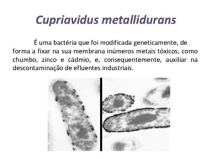 Cupriavidus metallidurans É uma bactéria que foi modificada geneticamente, de forma a fixar na