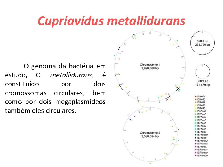 Cupriavidus metallidurans O genoma da bactéria em estudo, C. metallidurans, é constituído por dois