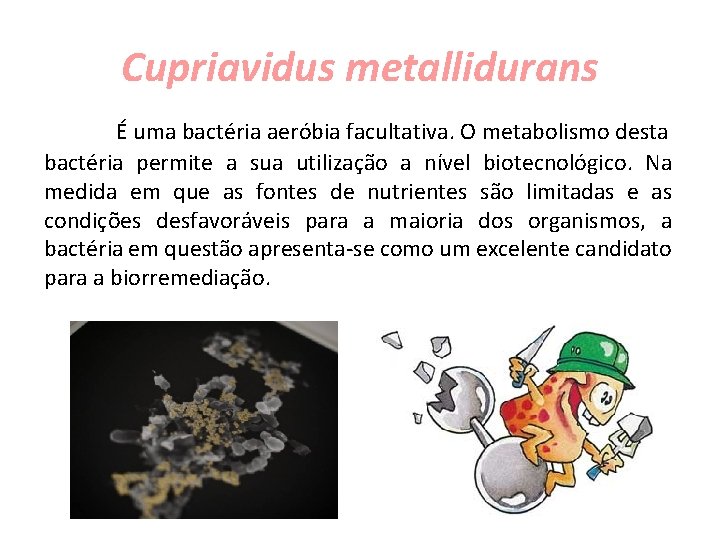 Cupriavidus metallidurans É uma bactéria aeróbia facultativa. O metabolismo desta bactéria permite a sua