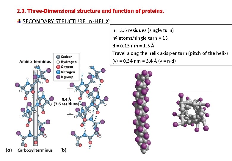 UNIT 2 Structure and function of proteins OUTLINE