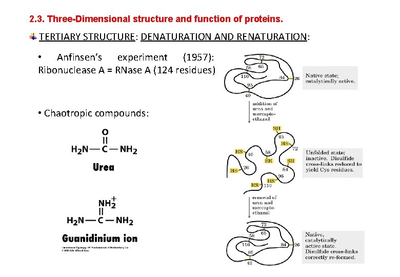 UNIT 2 Structure and function of proteins OUTLINE