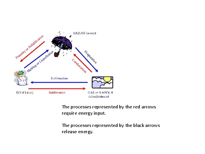 The processes represented by the red arrows require energy input. The processes represented by
