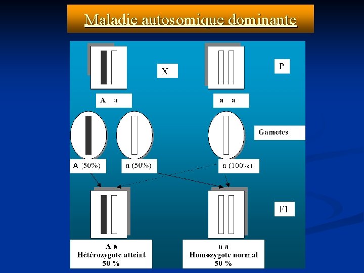 Maladie autosomique dominante A 