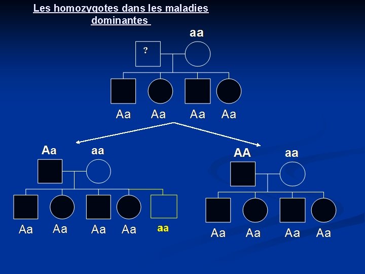 Les homozygotes dans les maladies dominantes 