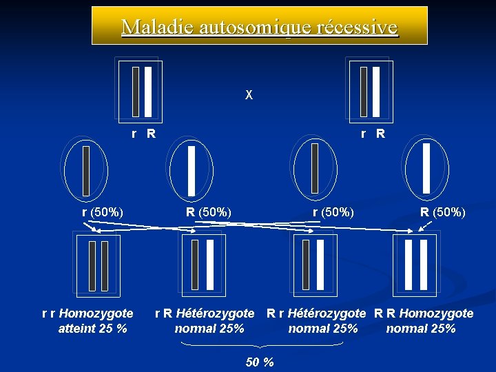Maladie autosomique récessive X r R r (50%) r r Homozygote atteint 25 %
