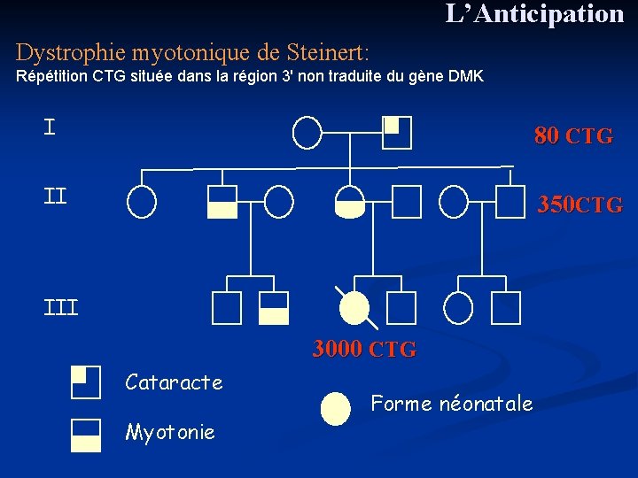 L’Anticipation Dystrophie myotonique de Steinert: Répétition CTG située dans la région 3' non traduite