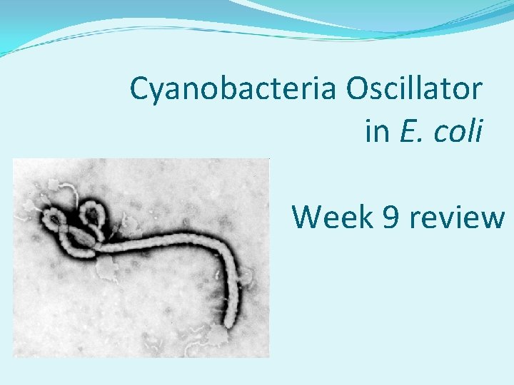 Cyanobacteria Oscillator in E. coli Week 9 review 