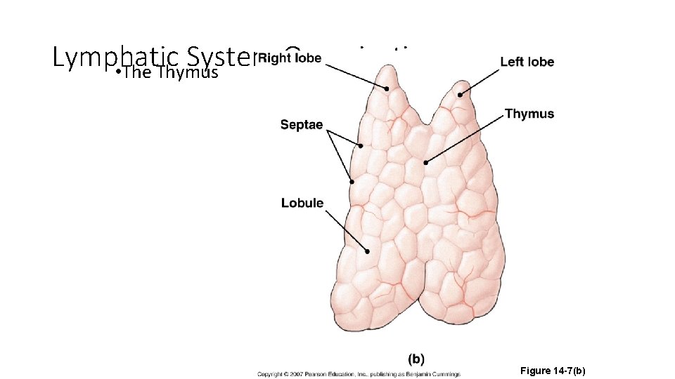 Lymphatic System Organization • The Thymus Figure 14 -7(b) 