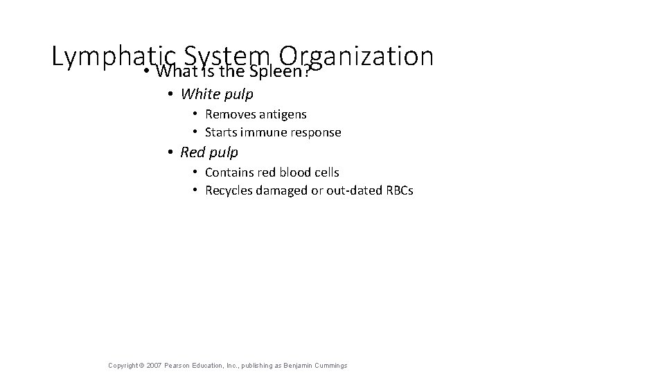 Lymphatic System Organization • What is the Spleen? • White pulp • Removes antigens