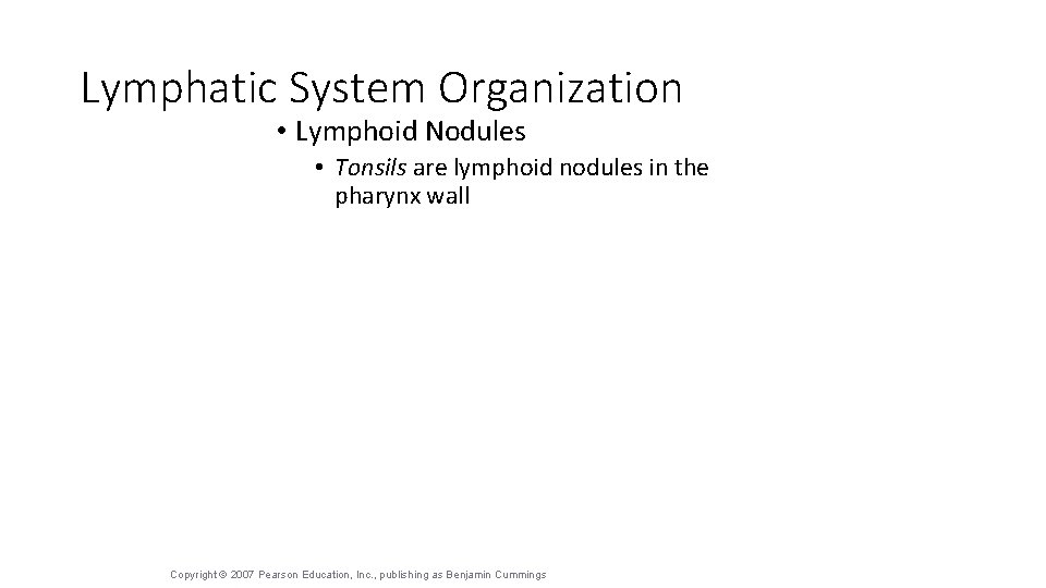 Lymphatic System Organization • Lymphoid Nodules • Tonsils are lymphoid nodules in the pharynx