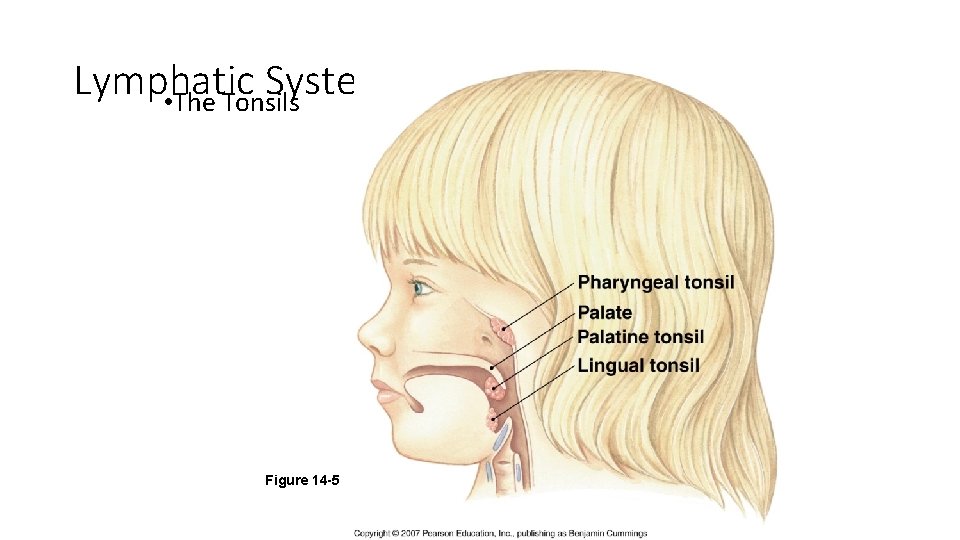 Lymphatic System Organization • The Tonsils Figure 14 -5 