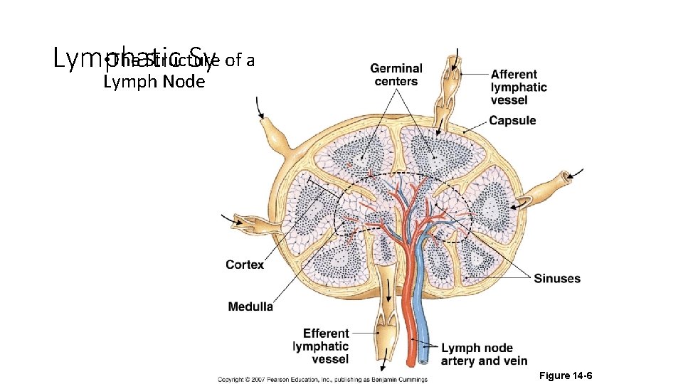  • The Structure of a Lymphatic System Organization Lymph Node Figure 14 -6