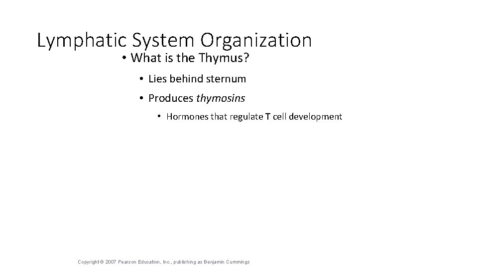 Lymphatic System Organization • What is the Thymus? • Lies behind sternum • Produces
