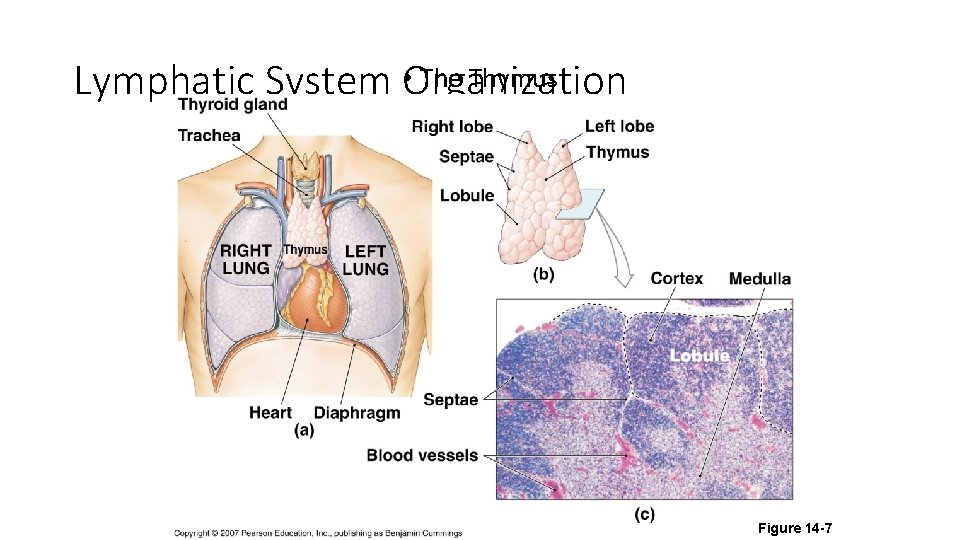  • The Thymus Lymphatic System Organization Figure 14 -7 