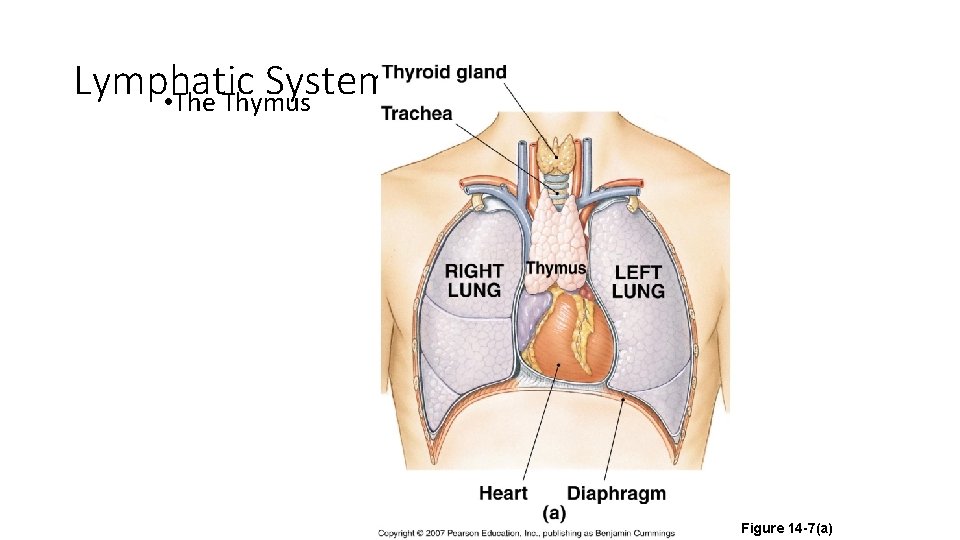 Lymphatic System Organization • The Thymus Figure 14 -7(a) 